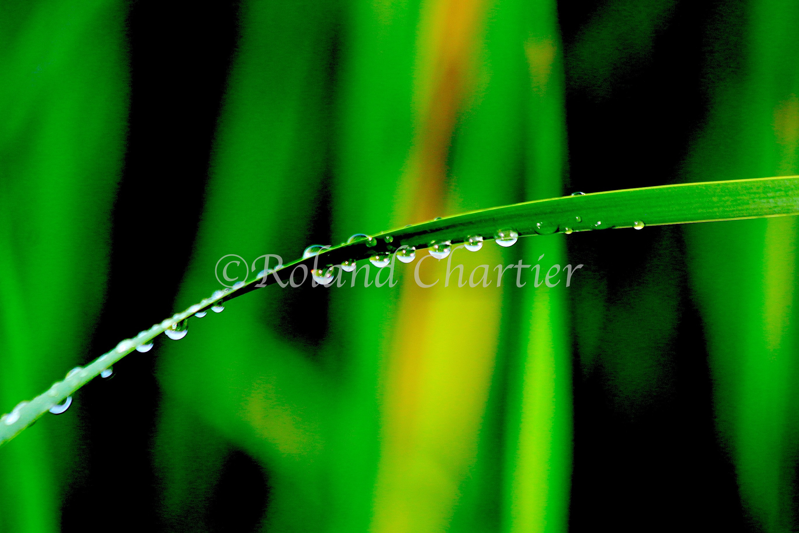 Dew drops sliding down a blade of grass